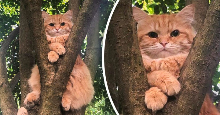 15 kép macskákról, amik bebizonyítják, hogy soha nem tudjuk őket megérteni