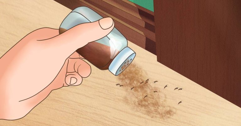 7 módszer, hogy megszabadulj a házban lévő rovaroktól, ami valójában működik