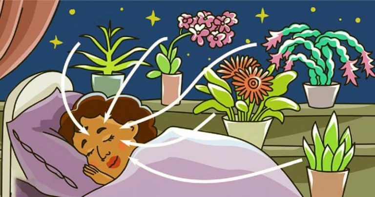 9 növény a hálószobádba, hogy éjszaka is oxigént termeljen