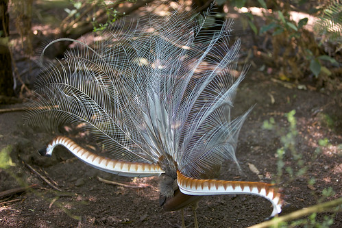 Lyrebird fan