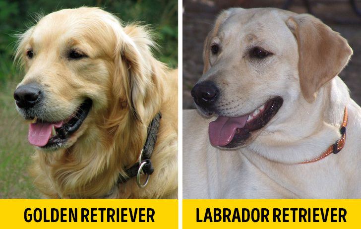 Golden es labrador 1