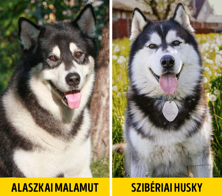 Malamut es husky 1