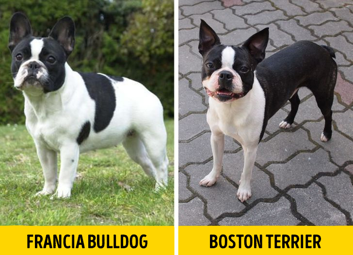 Francia buldog es boston terrier 1