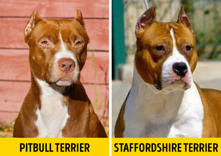 Pitbull es staffordshire terrier 1