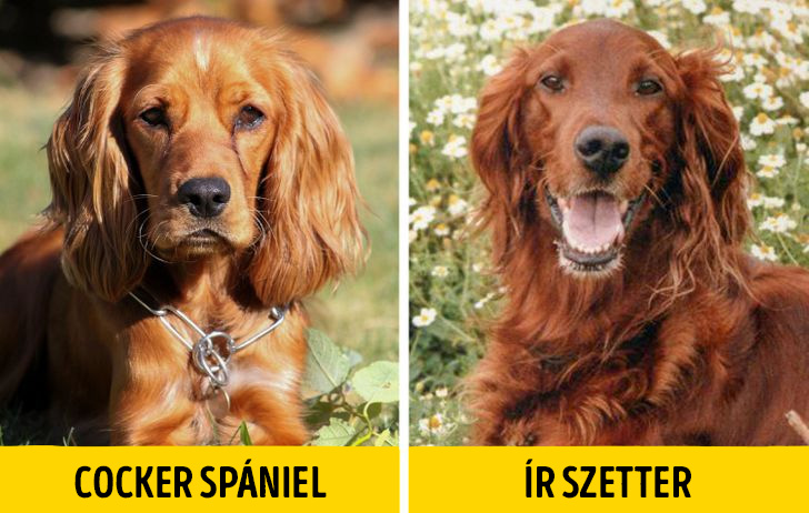 Spaniel es szetter 1