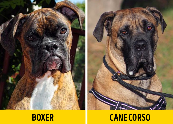 Boxer es can corso 1