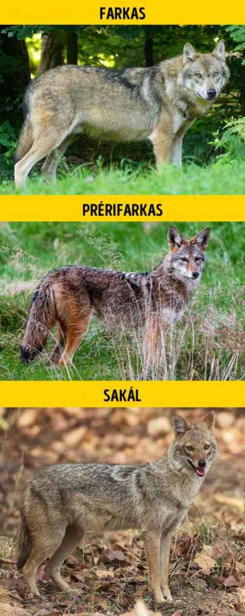 Farkas prerifarkas sakal