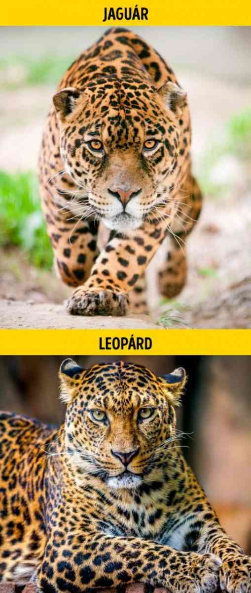 Jaguar es leopard