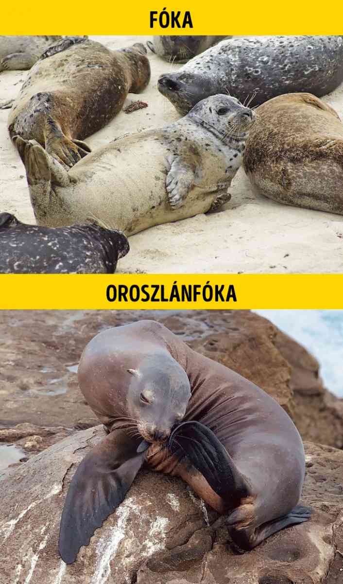 Foka es oroszlanfoka