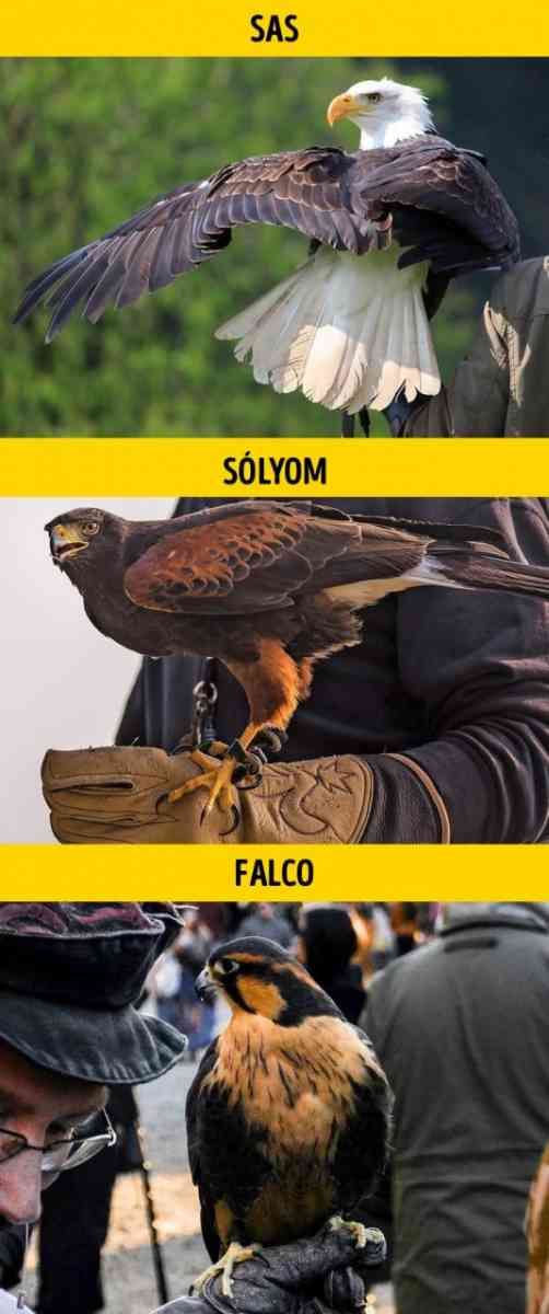 Sas solyom falco