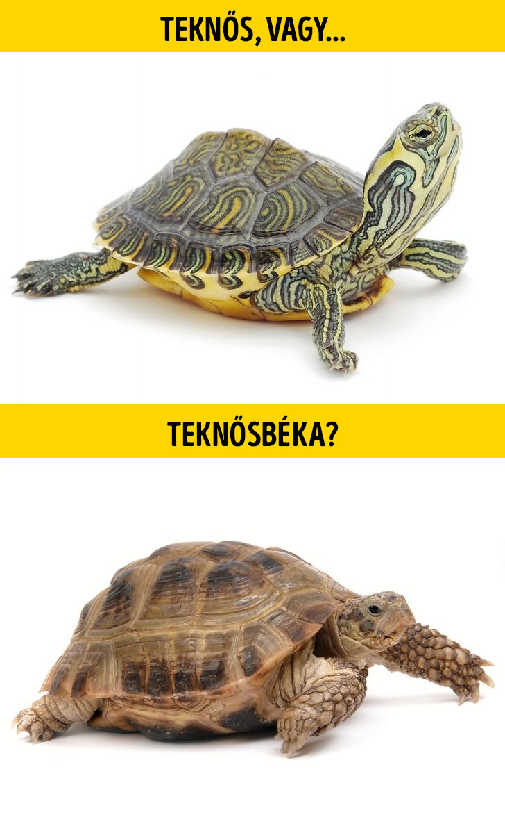 Teknos vagy teknosbeka