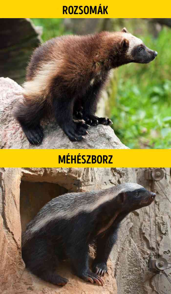 Rozsomak es meheszborz