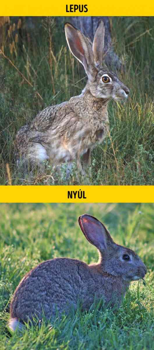 Lepus vagy nyul