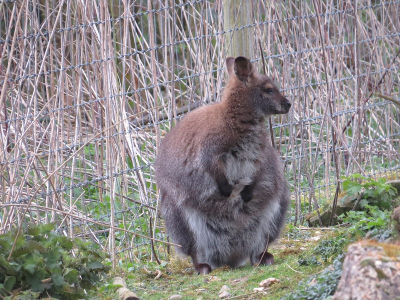 Wallaby