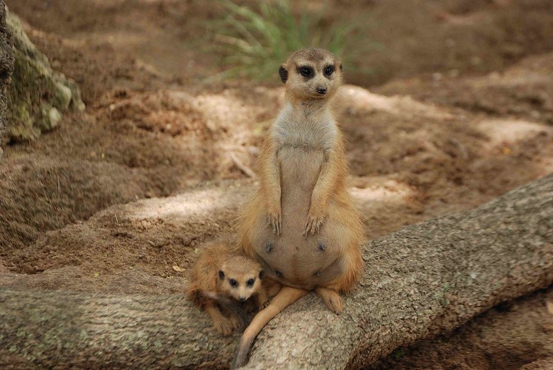 Pregnant Meerkat and baby