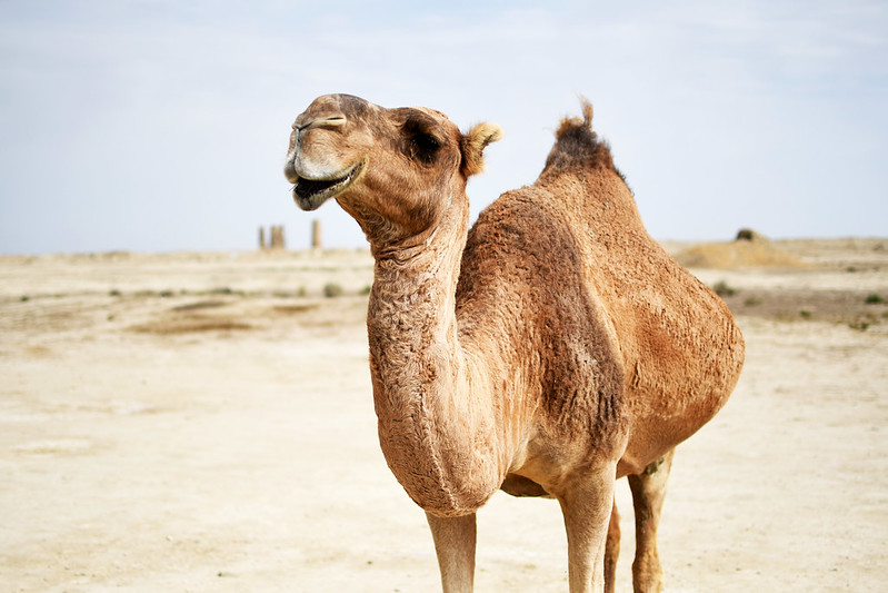 Pregnant camel in front of Dekhistan / Turkmenistan