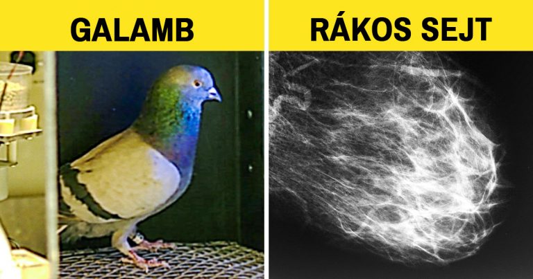 13 meglepő párosítás, amikről sosem gondoltuk volna, hogy kapcsolatban állnak egymással