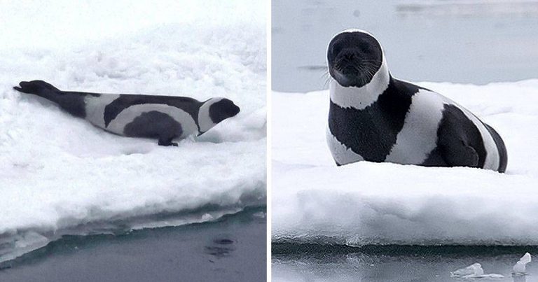 15 fekete-fehér állat, amelyek olyan lenyűgözőek, hogy elállt a lélegzetünk