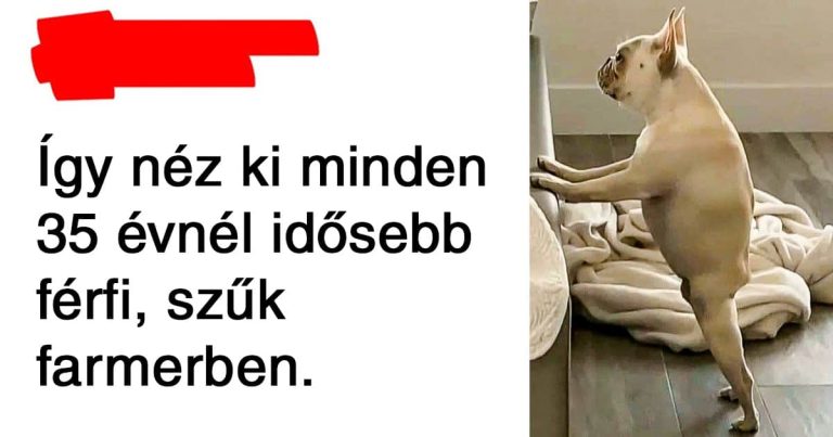 15 állat, akik pontosan úgy viselkednek, mint az emberek, csak mancsokkal