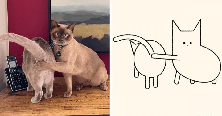 19 alkotás egy művésztől, aki az interneten talált macskás képeket humoros karikatúrákká változtatja