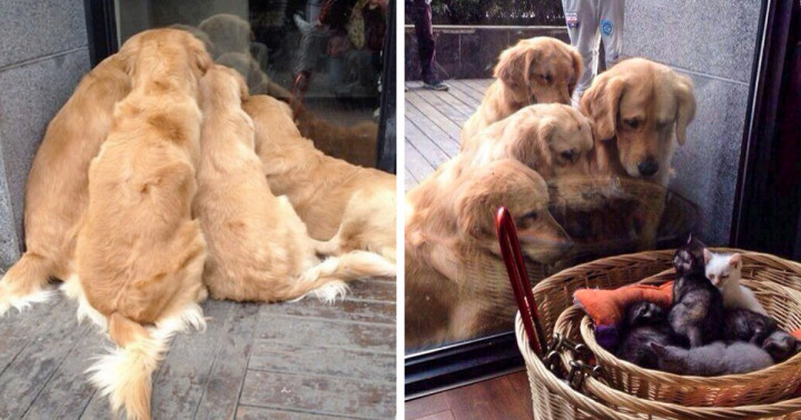 16 alkalom, mikor a Golden retrieverek bebizonyították, hogy ők a legjobb kutyák a Földön