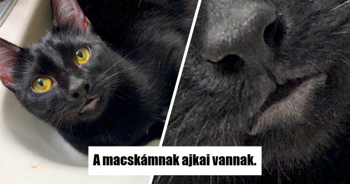 20 cica, aki valami különlegeset kapott a természettől