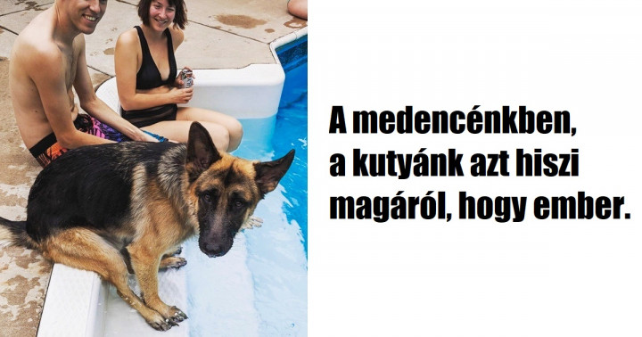 17 felvétel, ami bizonyítja, hogy a háziállatok napról-napra egyre jobban hasonlítanak a gazdáikra
