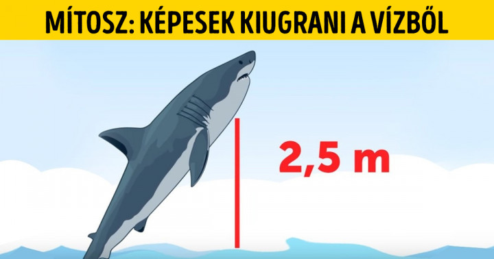 15 mítosz a cápákról, amelyet ideje örökre elfelejtened