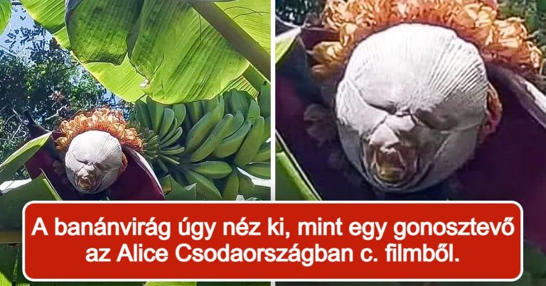 15+ kép, ami bizonyítja, hogy a természet minden sarkon kincseket rejteget