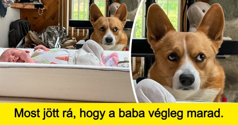 15+ kép, ami bizonyítja, hogy a háziállatok egy percig sem hagynak unatkozni