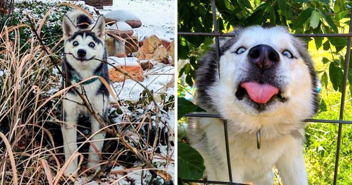 24 fotó, ami bizonyítja, hogy a huskyk mennyire furák