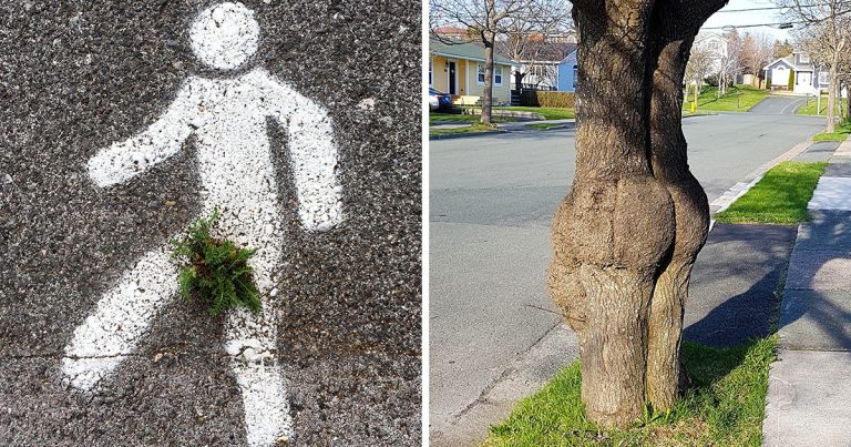 10+ alkalom, mikor a természet megmutatta, hogy ő is vicces tud lenni