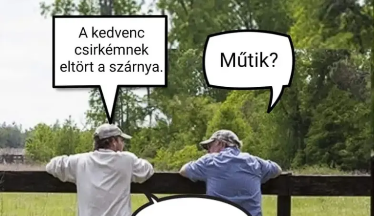 A kedvenc csirkémnek eltört a szárnya