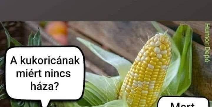 A kukoricának miért…